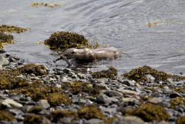 Otter1.jpg