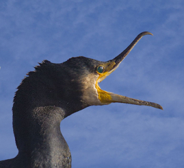 Cormorant.jpg