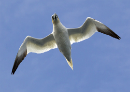 Gannet.jpg