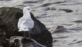 Iceland Gull.jpg