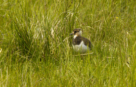 Lapwing Chick.jpg