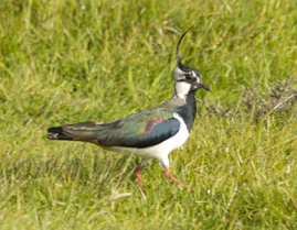 Lapwing.jpg