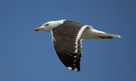 Lesser Black Backed Gull.jpg