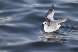 Little Gull.tif
