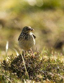 Meadow Pipit1.jpg