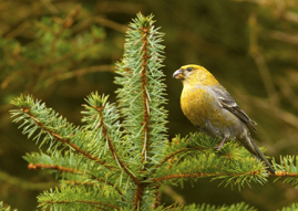 Pine Grosbeak.jpg