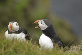 Puffin 2.JPG