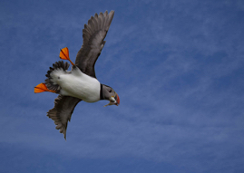 Puffin2.jpg