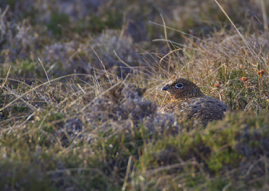 Red Grouse.jpg