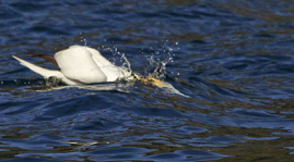 Gannet 3.jpg