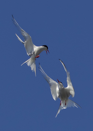 Terns 1.jpg