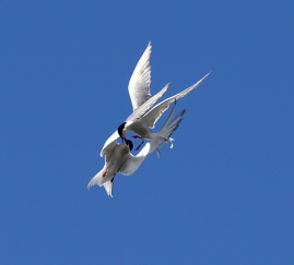 Terns 2.jpg