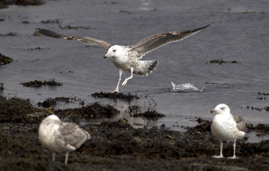 Young Black Backed Gull.jpg