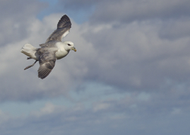 Fulmar.jpg