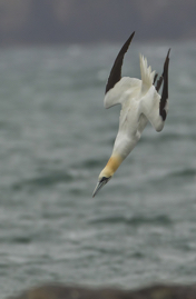 Gannet 2.jpg