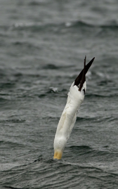 Gannet 4.jpg