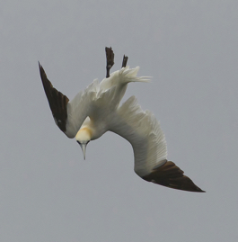 Gannet 5.jpg