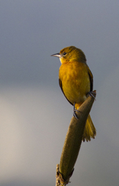 Baltimore Oriole Female.jpg