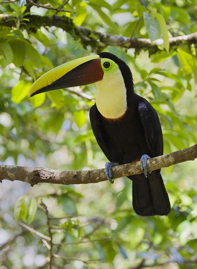 Chestnut-Manbiblied Toucan_Q6C1172.jpg