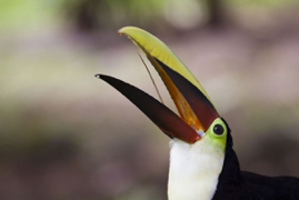 Chestnut-Manbiblied Toucan_Q6C1744.jpg