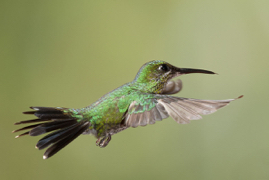Green Crowned Brilliant Hummingbird.jpg