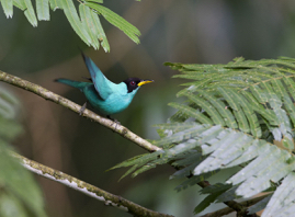 Green Honey Creeper_Q6C9971.jpg