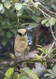 Laughing Falcon_Q6C9659.jpg