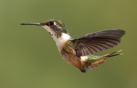 Magenta Throated Woodstar.jpg