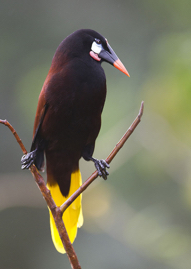 Montezuma Oropendola_Q6C2110.jpg