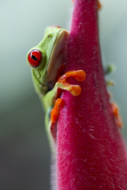 Red Eyed Tree Frog_Q6C0475.jpg