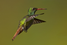 Rufous Tailed 1 .jpg