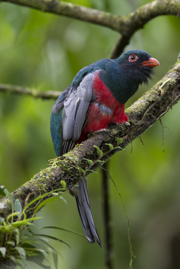 Slaty-Tailed Trogan_Q6C9651.jpg