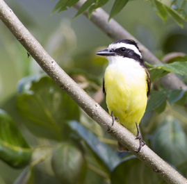 Social Flycatcher_Q6C1808.jpg