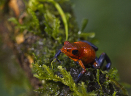 Strawberry Poison Dart Frog_Q6C9800.jpg