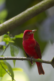 Summer Tanager Male_Q6C9703.jpg
