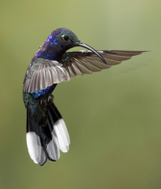 Violet Sabrewing Hummingbird.jpg