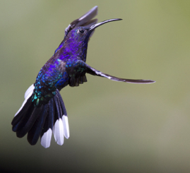 Violet Sabrewing1 Hummingbird.jpg