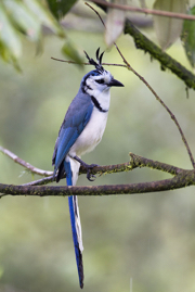 White Throated Magpie Jay_Q6C2268.jpg